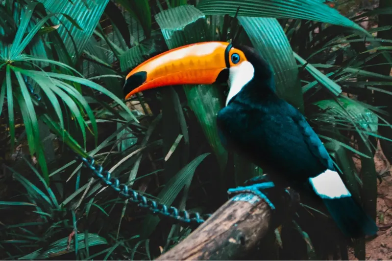 Cataratas Brasileiras + Parque das Aves