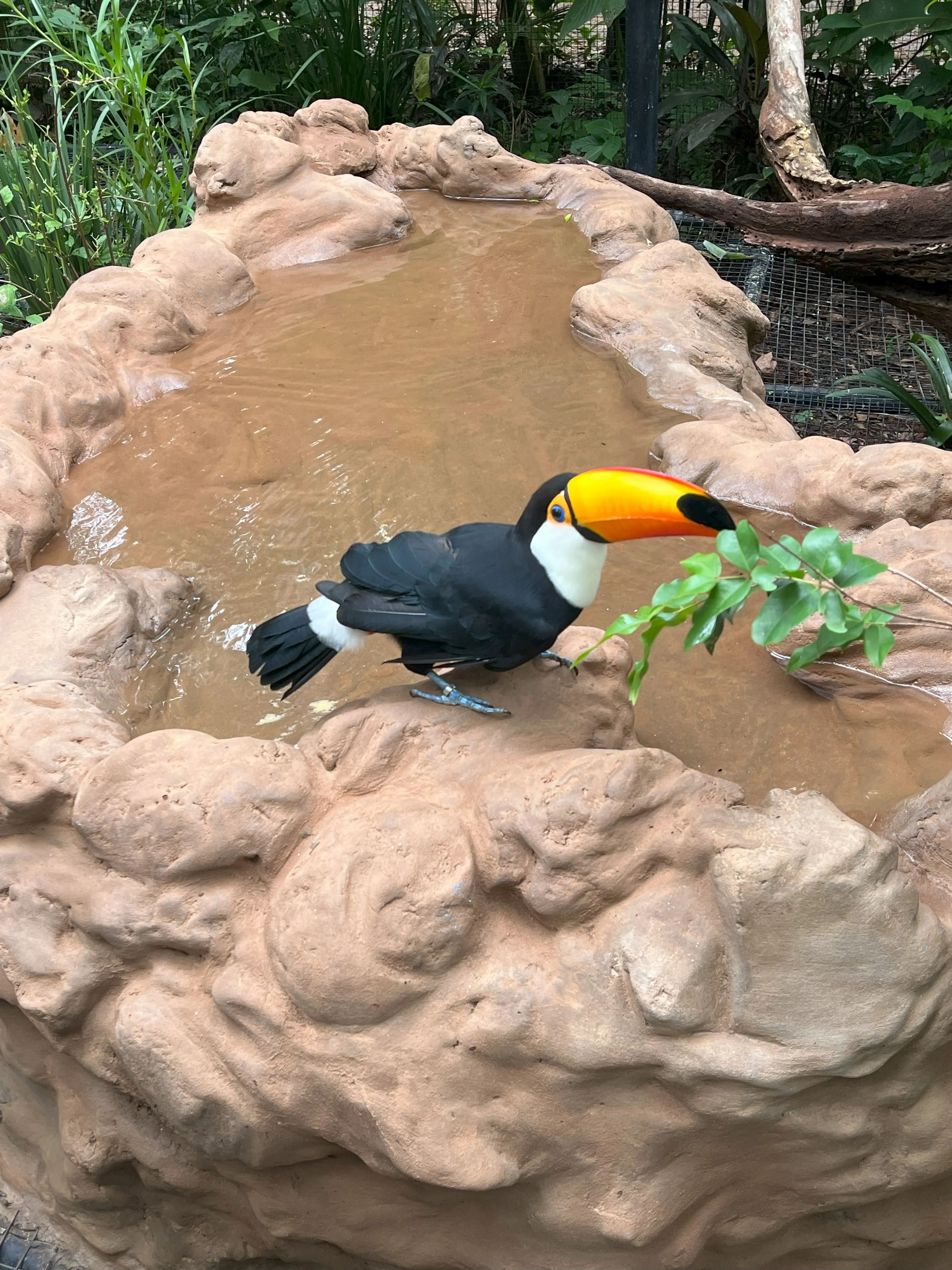 Araras no Parque das Aves